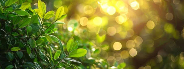 Wall Mural - Green leaves with golden sunlight in a garden setting