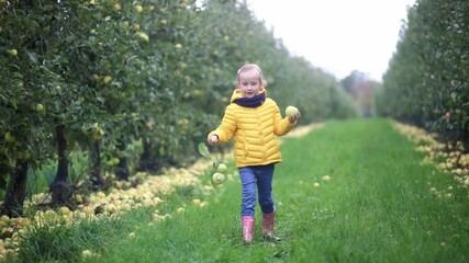 Wall Mural - Adorable preschooler girl picking yellow ripe organic apples in orchard or on farm on a fall day.