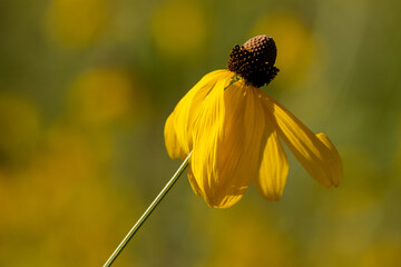 Prairie coneflower blowing in the summer morning breeze at the Pike Lake Unit, Kettle Moraine State Forest, Hartford, Wisconsin