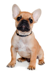 Wall Mural - Sad french puppy bulldog is sitting on at clean white background