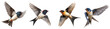 © Loony Dream Designs - Swallows in mid-flight with detailed wingspans realistic bird illustrations transparent background