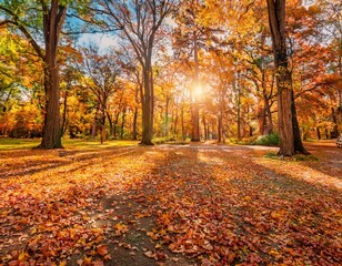 New Autumn Beautiful forest. Sunny forest in october. Scenic nature landscape. Beautiful woodland