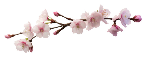 Poster - PNG Sakura blossom flower plant.