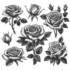 Wall Mural - Set of various roses and leaves, tattoo design, elegance and beauty of classic floral designs sketch engraving generative ai vector illustration. Scratch board imitation. Black and white image