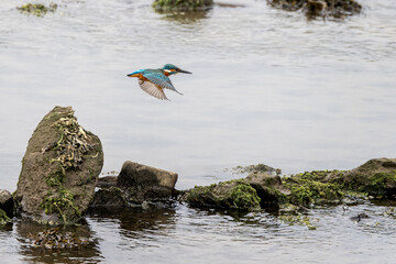 Close up of a Kingfisher flying fast close to the water over the River Neet in Devon., UK