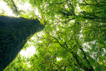 Wall Mural - looking up view of tree trunk to green leaves of tree in forest with sun light. fresh environment in