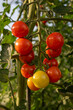 © lapis2380 - Blushing bush tomatoes on the plant.