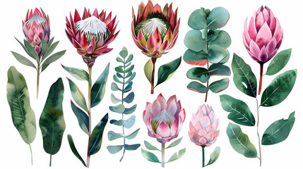 Wall Mural - Set of watercolor protea flower and tropical leaves, hand painted illustration of exotic australian and african floral elements isolated on a white background