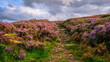 © drhfoto - Footpath through Heather on Simonside Hills, which are covered with heather in late summer, they are part of Northumberland National Park near Rothbury, overlooking Coquetdale and Cheviot Hills