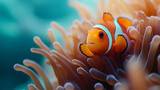 Clownfish Hiding in Anemone - Underwater Wildlife Photography