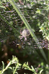 Wall Mural - spider on web