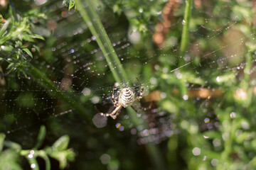 Wall Mural - spider on web