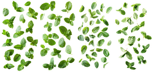 Poster - Spearmint leaves fall to the ground on a white background