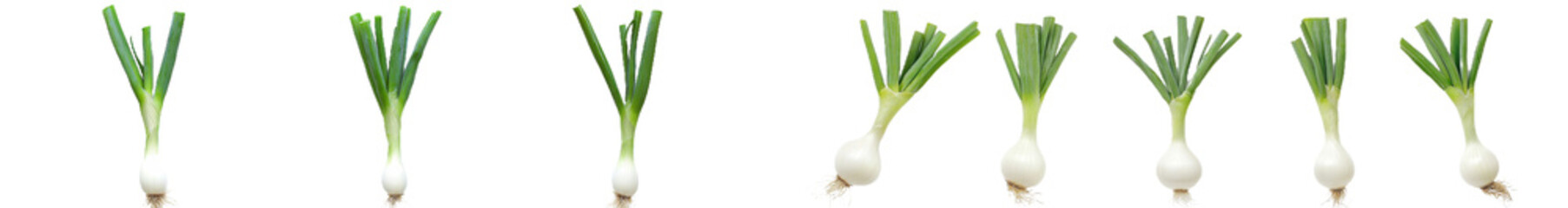 Wall Mural - Green onion bundle with leaves isolated on a white background. Flat lay view of fresh salad vegetables made from organic ingredients.