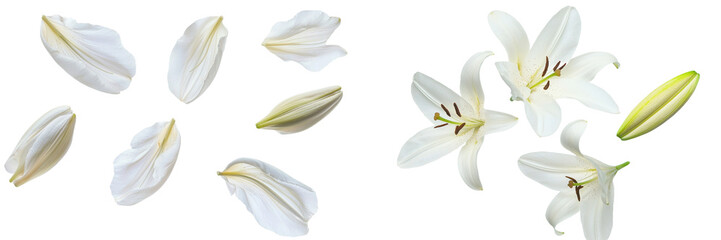 Poster - Beautiful spring meadow flowers with flying petals in the air, close-up.