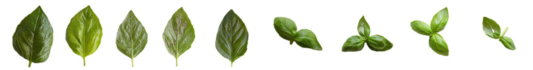 Poster - Basil leaves isolated on a green background, a flat lay view of fresh salad vegetables with organic ingredients.