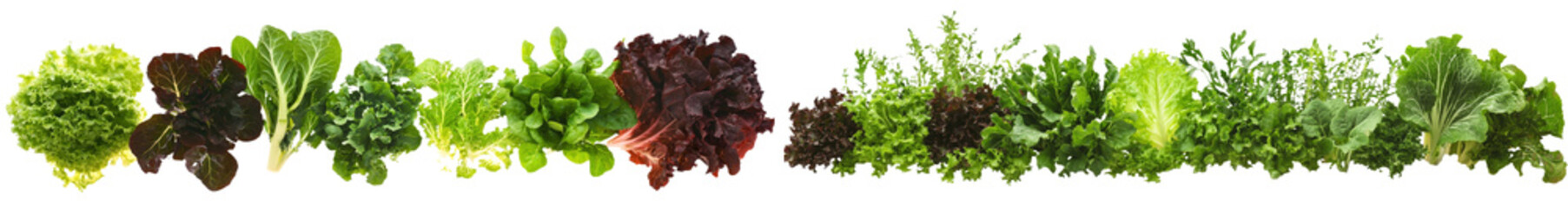Poster - Leafy green lettuce isolated on white background, flat lay of healthy organic salad vegetables.
