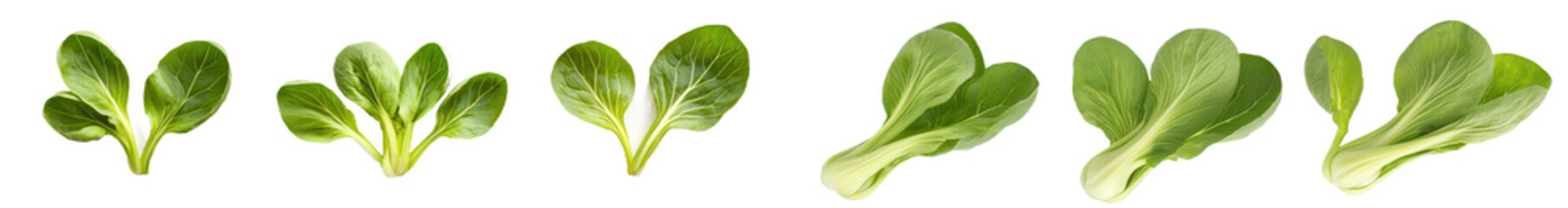Poster - A flat lay view of fresh salad vegetables, healthy with organic food, green Bok Choy with leaves isolated on a white background.