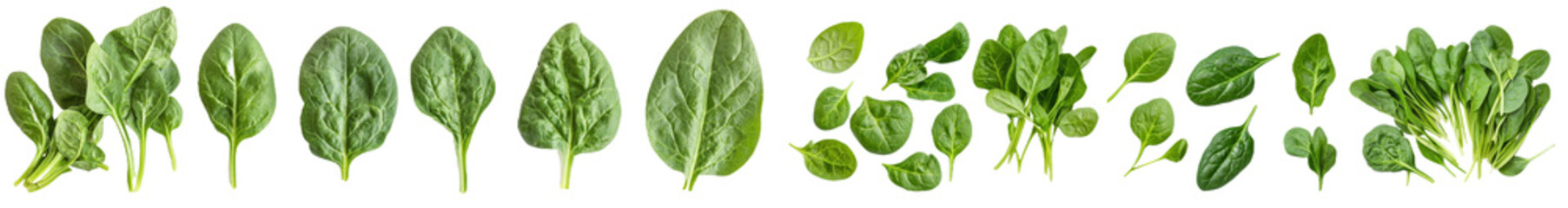 Poster - An isolated set of greens spinach leaves with a background of fresh salad vegetables, healthy and organic.