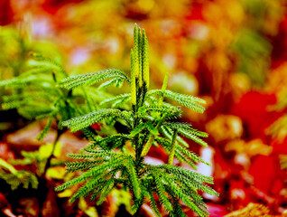 Poster - White pine annual seedlings with growing new shoots