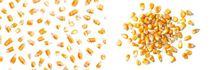 Poster - In this picture, you see a pile of Corn seeds from the top view isolated in the background, a plant crop product for farming.