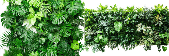 Poster - Wall leaves and twigs trimming isolated on white background, bush plants for decoration.