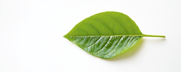 Close-up of a single green leaf on a white background, showcasing its texture and veins. Nature and botanical themes.