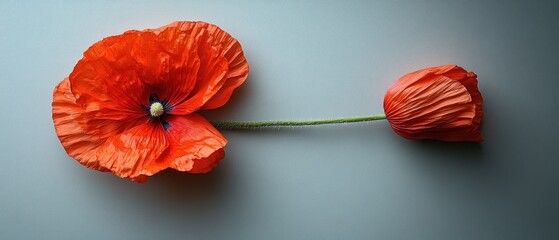 Poster - Single Poppy Flower with a Bud on a Light Blue Background