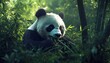 © Matthew - A panda munching on bamboo in a lush, green forest, showcasing its natural habitat and feeding behavior.