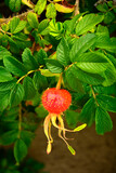 czerwone, dojrzałe owoce róży pomarszczonej (Rosa rugosa) dziko rosnące, red ripe fruits of beach rose (Rosa rugosa) growing in nature, Red fruits of rosa rugosa