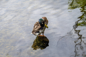 Canvas Print - male mallard duck standing in the river with reflection