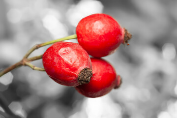 Rose hips. Drying rose hips on a shiny background. Selective focus