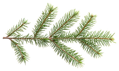 Wall Mural - png spruce plant tree pine.