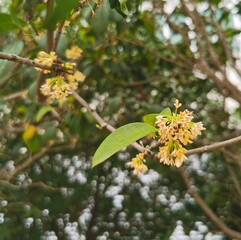 tree blossom