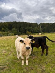 cow in the field