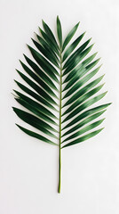 Poster - Single tropical palm leaf isolated on white background