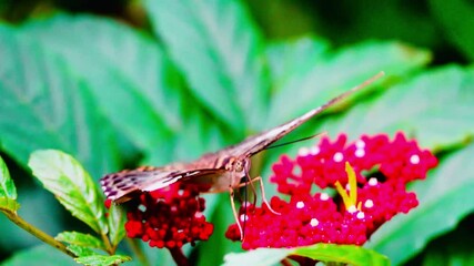 Wall Mural - butterfly on flower