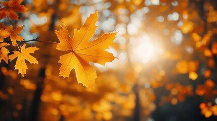 Wall Mural - Autumn background with orange fall leaves. Garden scene on fall season with bright shiny sun ray and maple tree