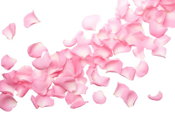 Poster - PNG Falling pink rose petals backgrounds flower plant.