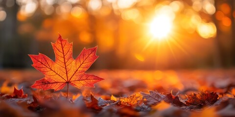 Wall Mural - Autumn background with orange fall leaves. Garden scene on fall season with bright shiny sun ray and maple tree