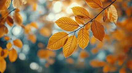 Wall Mural - Autumn background with orange fall leaves. Garden scene on fall season with bright shiny sun ray and maple tree