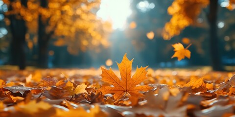 Wall Mural - Autumn background with orange fall leaves. Garden scene on fall season with bright shiny sun ray and maple tree