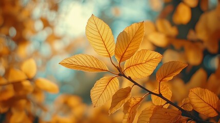 Autumn background with orange fall leaves. Garden scene on fall season with bright shiny sun ray and maple tree