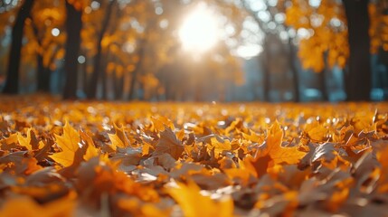 Wall Mural - Autumn background with orange fall leaves. Garden scene on fall season with bright shiny sun ray and maple tree