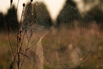 spider web in the morning