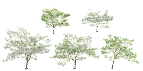 Floweing white dogwood Trees isolated on white background
