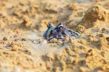 the surinam horned frog (ceratophrys cornuta ), also known as amazonian horned frog, is a bulky frog