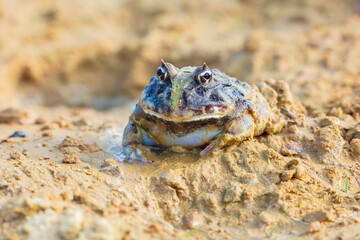 The Surinam horned frog (Ceratophrys cornuta ), also known as Amazonian horned frog, is a bulky frog measuring up to 20 centimetres (7.9 in) found in the northern part of South America.