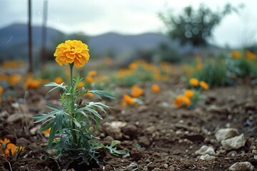 Wall Mural - A yellow marigold flower in the dirt with a blurry background