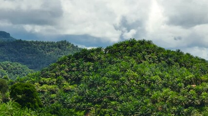 Wall Mural - Palm estates in Borneo. Palm oil plantation. Malaysia.